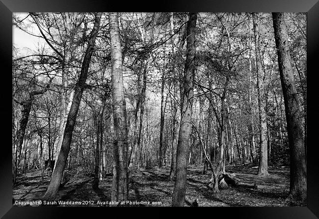 Woodland Black and White Framed Print by Sarah Waddams