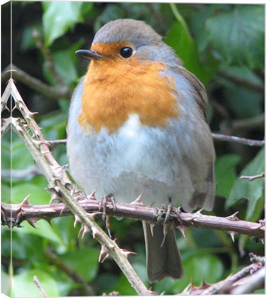 Robin in waiting Canvas Print by Chris Keast