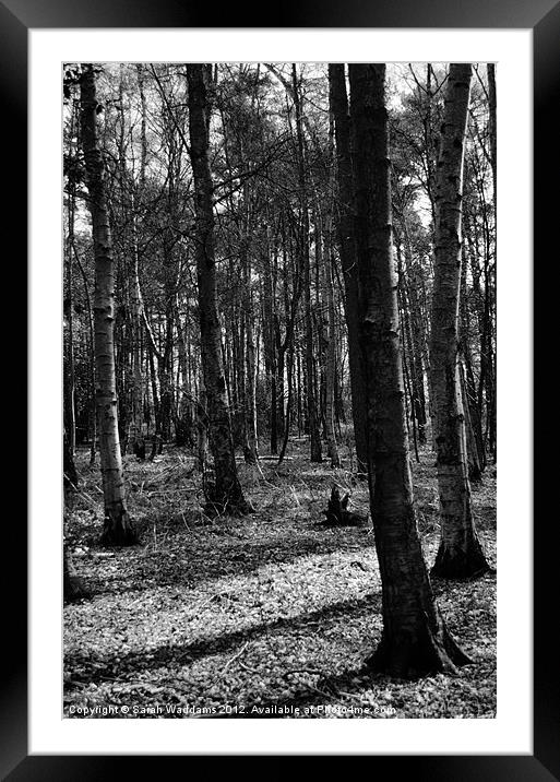 Woodland black and white Framed Mounted Print by Sarah Waddams