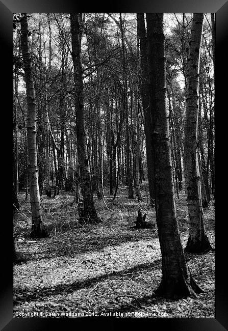 Woodland black and white Framed Print by Sarah Waddams