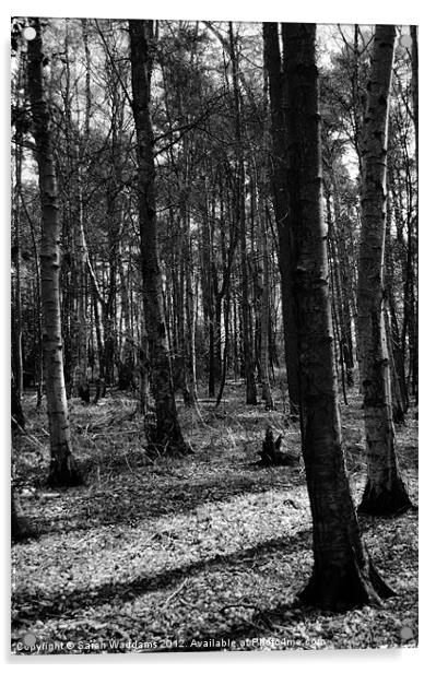 Woodland black and white Acrylic by Sarah Waddams