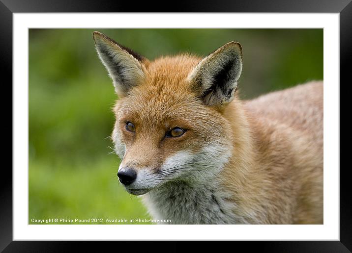 Head Shot of a Red Fox Framed Mounted Print by Philip Pound
