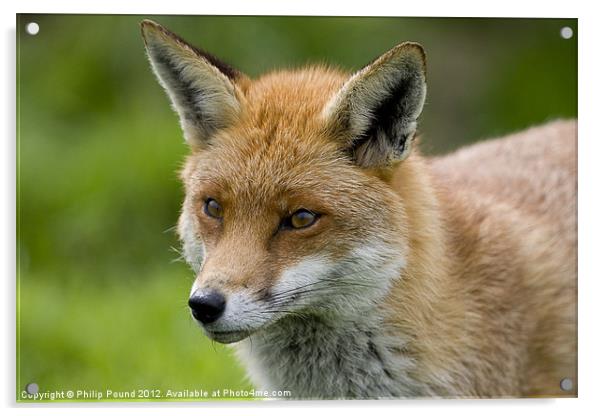 Head Shot of a Red Fox Acrylic by Philip Pound