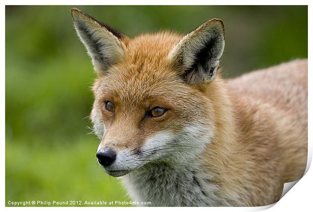 Head Shot of a Red Fox Print by Philip Pound