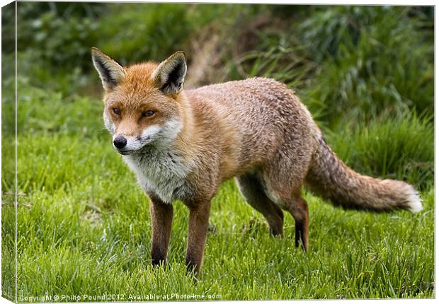 English Red Fox Canvas Print by Philip Pound