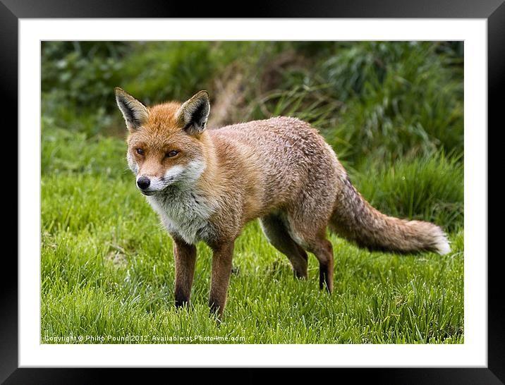 English Red Fox Framed Mounted Print by Philip Pound