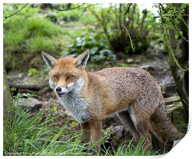 English Red Fox Print by Philip Pound