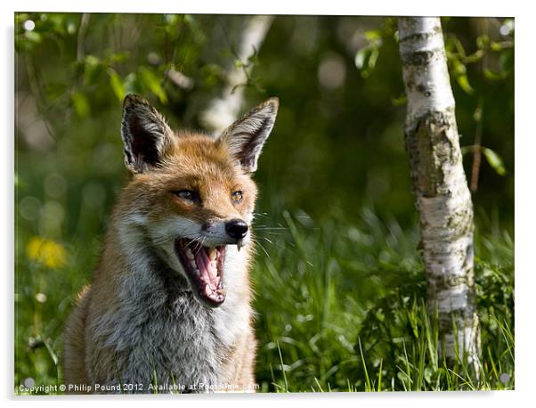 Head shot of red fox Acrylic by Philip Pound