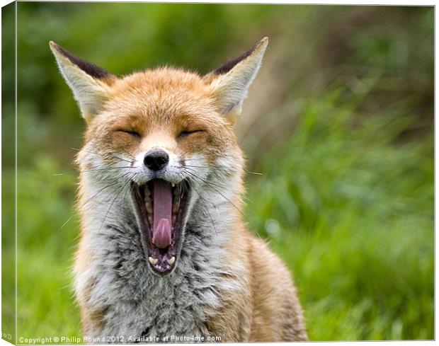Red Fox Yawning Canvas Print by Philip Pound