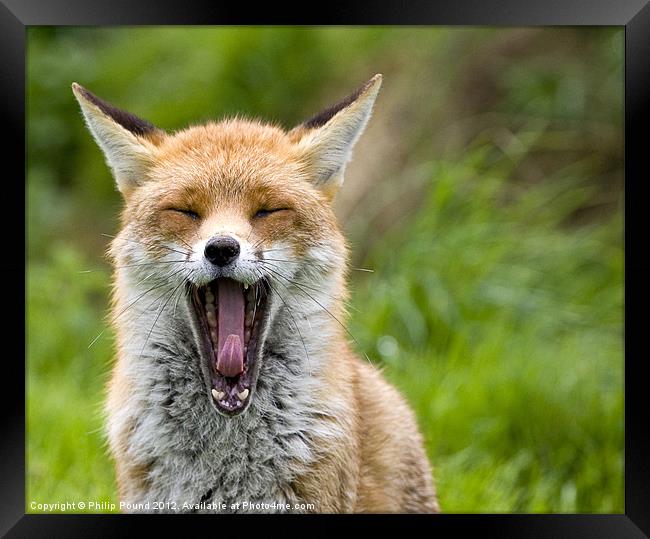 Red Fox Yawning Framed Print by Philip Pound