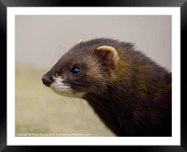 Portrait of a Polecat Framed Mounted Print by Philip Pound