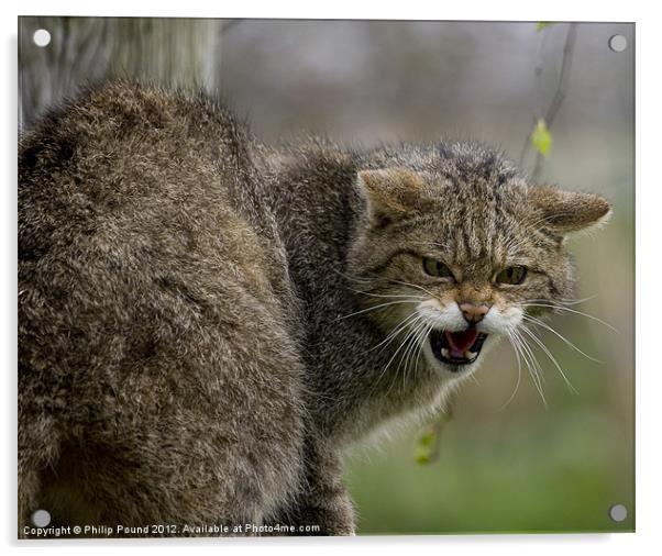 Scottish Wildcat Acrylic by Philip Pound