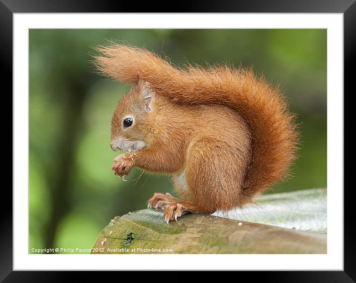 Red Squirrel Framed Mounted Print by Philip Pound