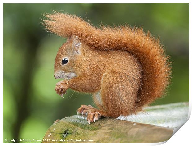 Red Squirrel Print by Philip Pound