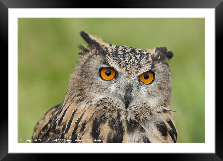 Portrait of an Eagle Owl Framed Mounted Print by Philip Pound