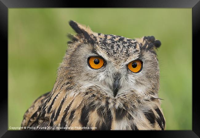Portrait of an Eagle Owl Framed Print by Philip Pound