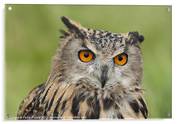 Portrait of an Eagle Owl Acrylic by Philip Pound