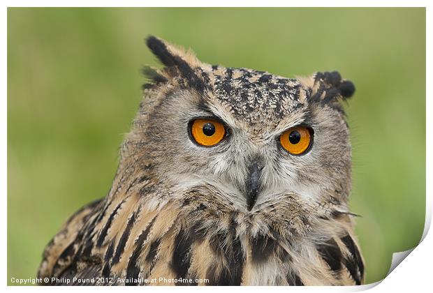 Portrait of an Eagle Owl Print by Philip Pound