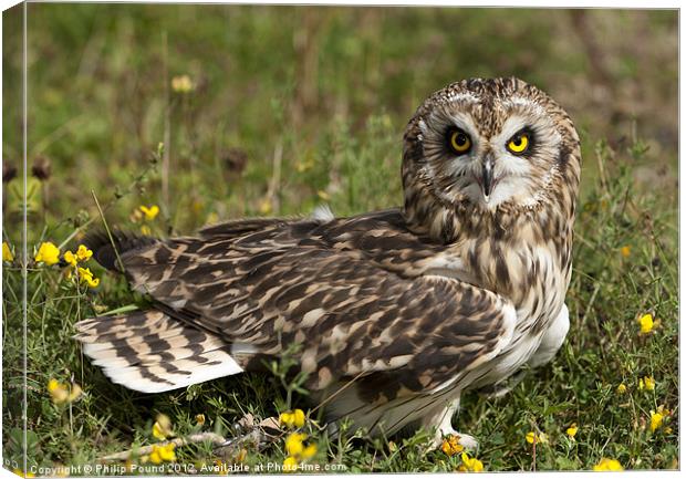 Short Eared Owl Sitting Canvas Print by Philip Pound