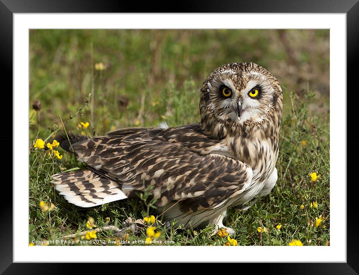 Short Eared Owl Sitting Framed Mounted Print by Philip Pound