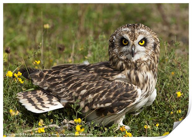 Short Eared Owl Sitting Print by Philip Pound