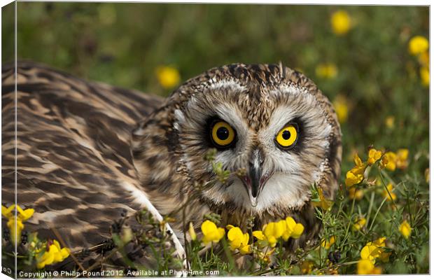 Short Eared Owl in Flowers Canvas Print by Philip Pound