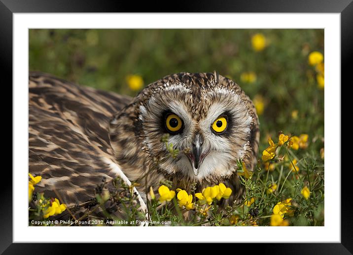 Short Eared Owl in Flowers Framed Mounted Print by Philip Pound