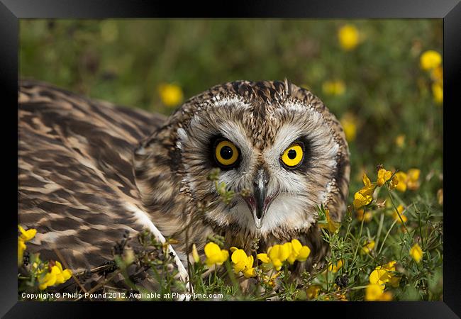 Short Eared Owl in Flowers Framed Print by Philip Pound