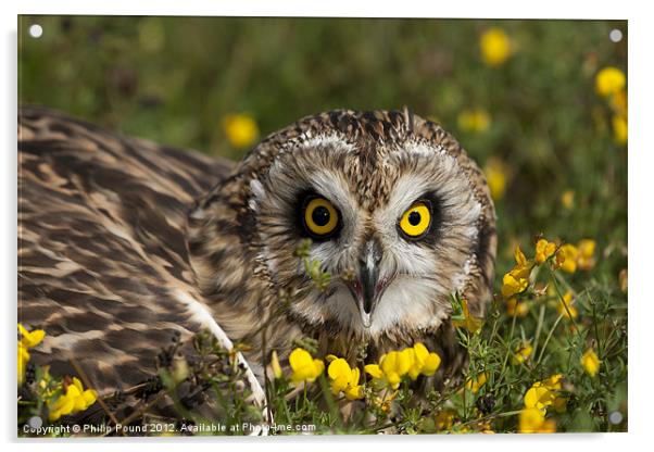 Short Eared Owl in Flowers Acrylic by Philip Pound