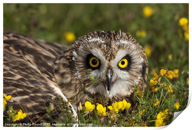 Short Eared Owl in Flowers Print by Philip Pound
