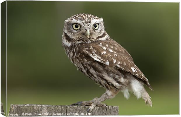 Little owl on a fence Canvas Print by Philip Pound
