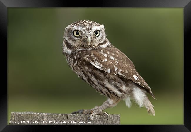 Little owl on a fence Framed Print by Philip Pound