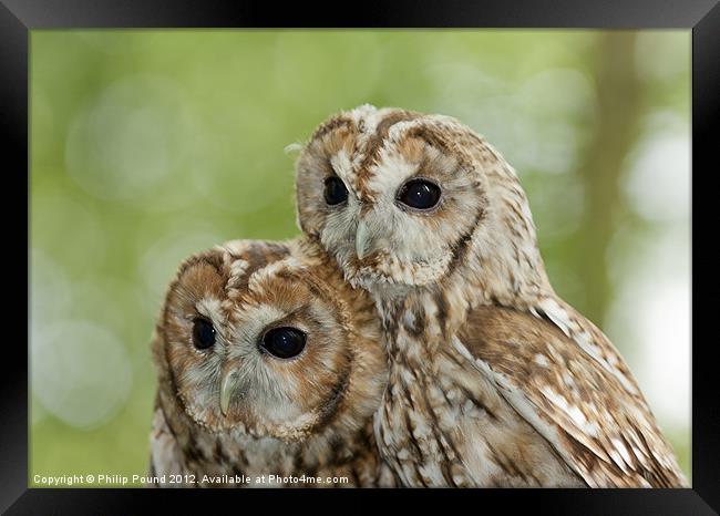 Pair of Tawny Owls Framed Print by Philip Pound