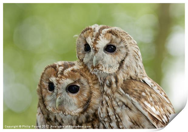 Pair of Tawny Owls Print by Philip Pound