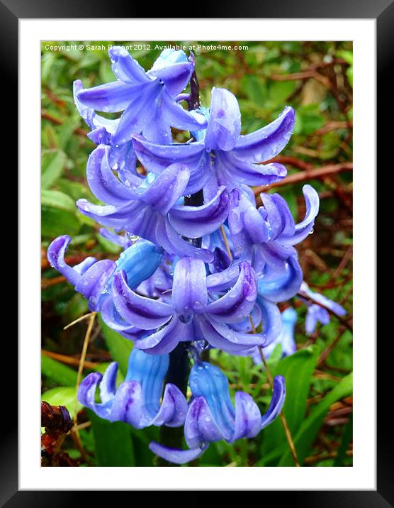 Blue hyacinth Framed Mounted Print by Sarah Bonnot