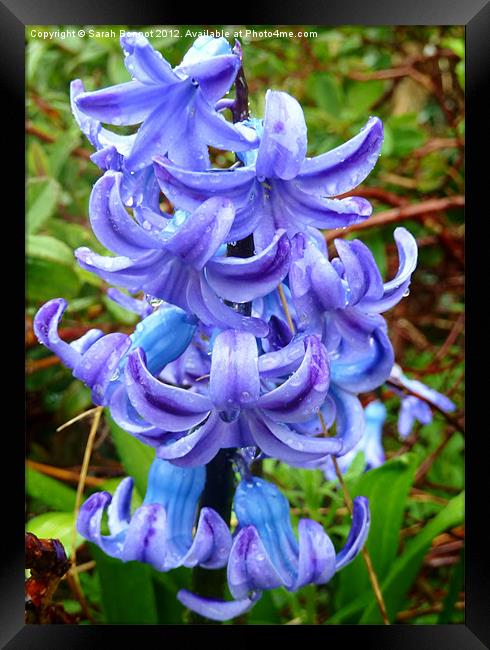 Blue hyacinth Framed Print by Sarah Bonnot