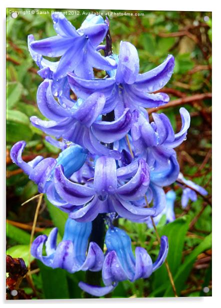 Blue hyacinth Acrylic by Sarah Bonnot