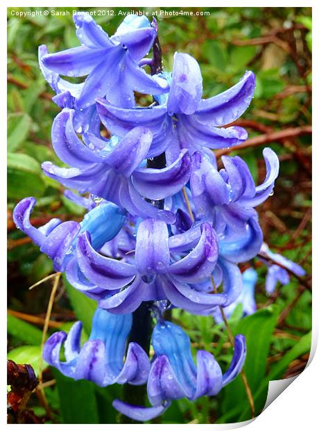 Blue hyacinth Print by Sarah Bonnot