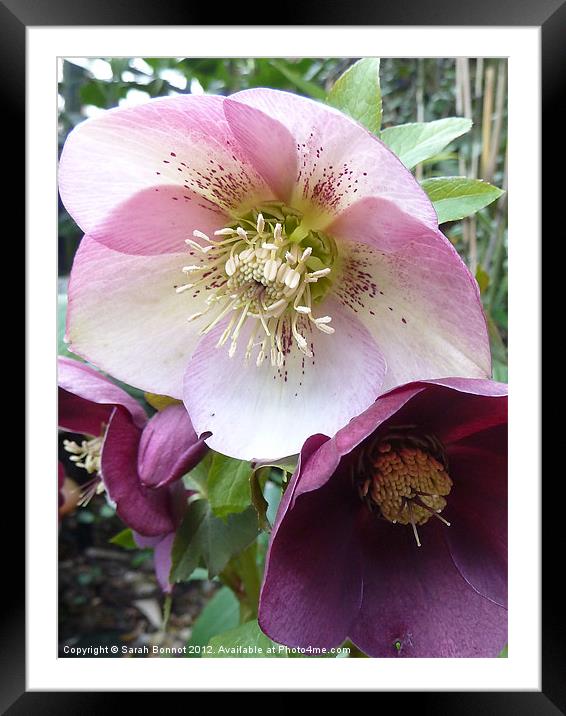 Spring Hellebores Framed Mounted Print by Sarah Bonnot