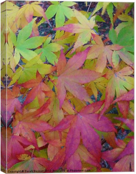 Autumn maple leaves Canvas Print by Sarah Bonnot