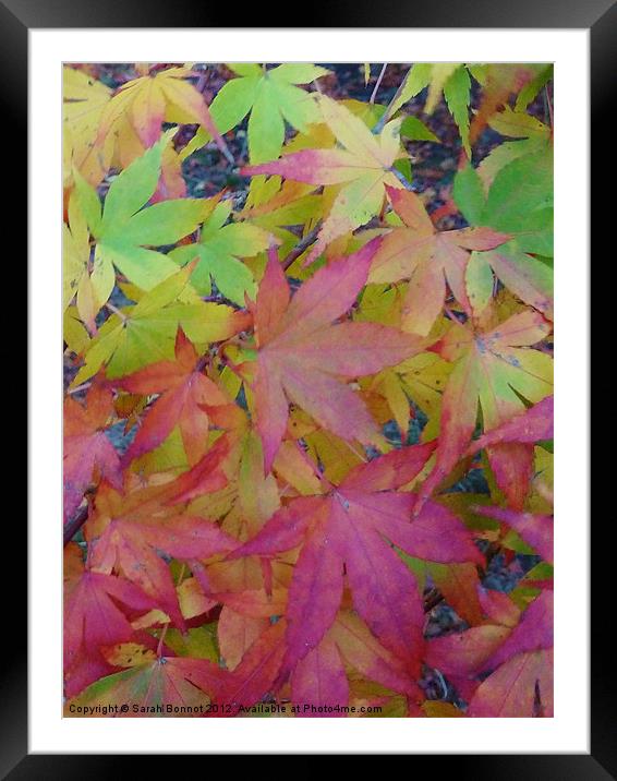Autumn maple leaves Framed Mounted Print by Sarah Bonnot