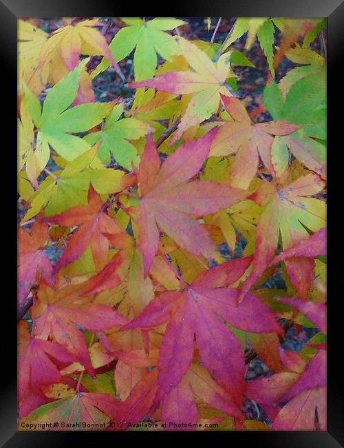 Autumn maple leaves Framed Print by Sarah Bonnot