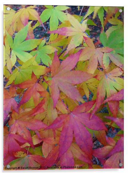 Autumn maple leaves Acrylic by Sarah Bonnot