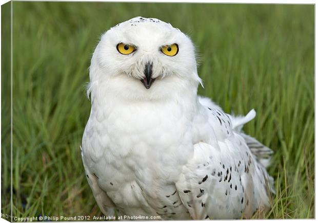 Snowy Owl in grass Canvas Print by Philip Pound