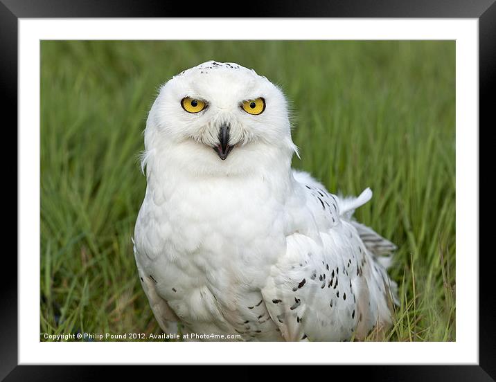 Snowy Owl in grass Framed Mounted Print by Philip Pound