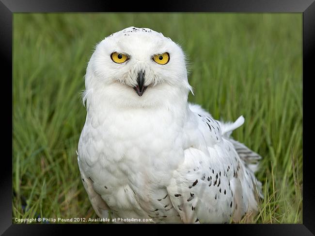 Snowy Owl in grass Framed Print by Philip Pound