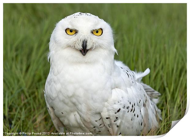 Snowy Owl in grass Print by Philip Pound