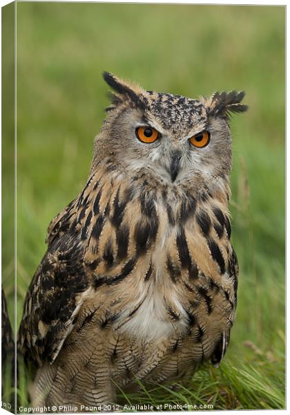 Eagle Owl Sitting in Grass Canvas Print by Philip Pound