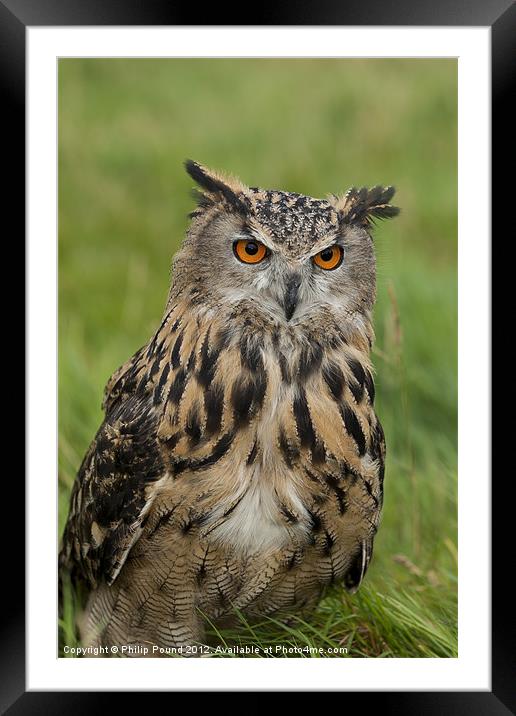 Eagle Owl Sitting in Grass Framed Mounted Print by Philip Pound