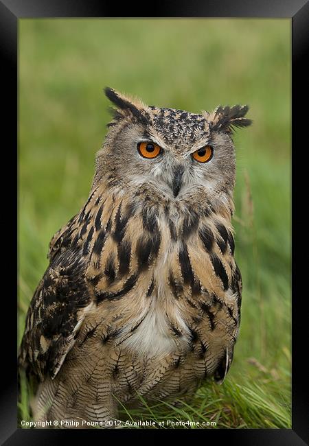 Eagle Owl Sitting in Grass Framed Print by Philip Pound